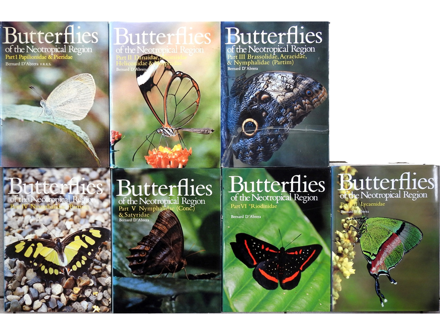 butterflies of neotropical region